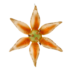 Wild Lily in Apricot