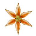 Saffron Ember Petal | Hand-Painted Glass Ornament | Blubom 2020-491